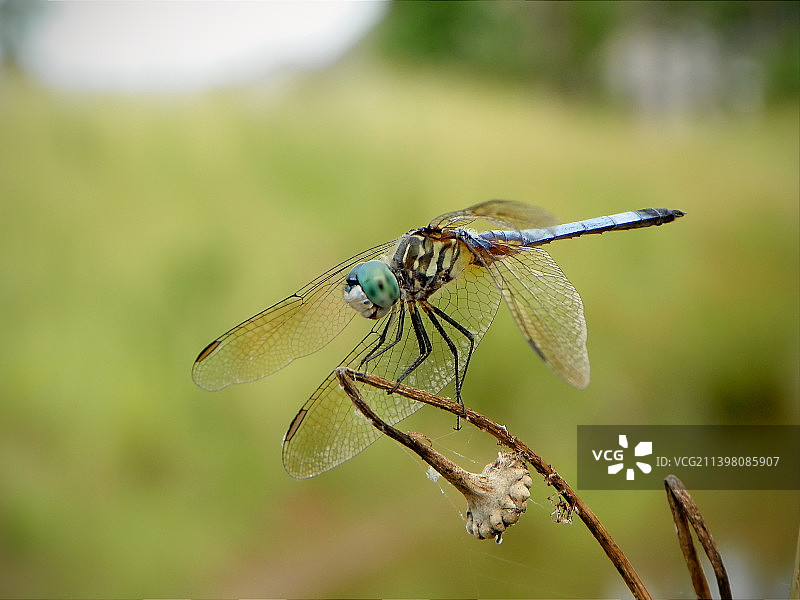 植物上蜻蜓的特写，美国北卡罗来纳州达勒姆图片素材