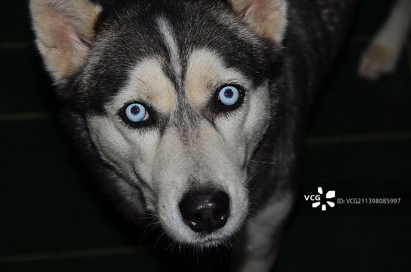 摩洛哥西伯利亚哈士奇特写图片素材