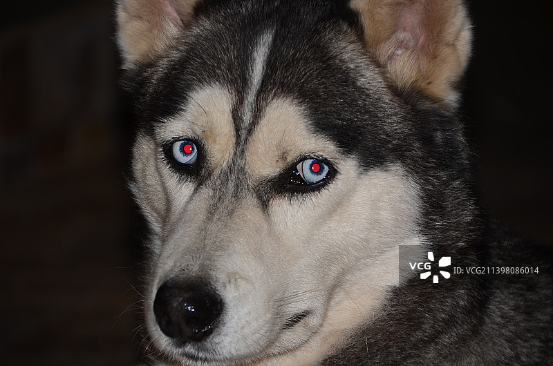 摩洛哥西伯利亚哈士奇雪橇犬的特写图片素材
