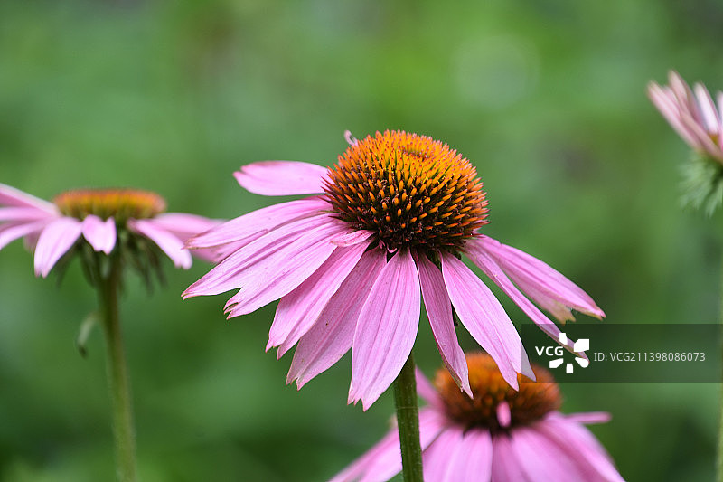 夏季开花的紫锥菊香草园图片素材