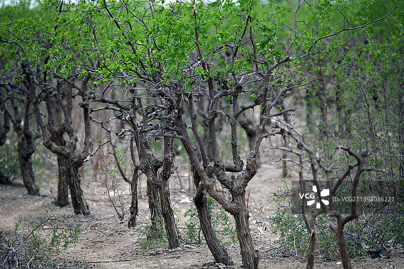 新疆哈密：春绿枣园，枝繁叶茂图片素材