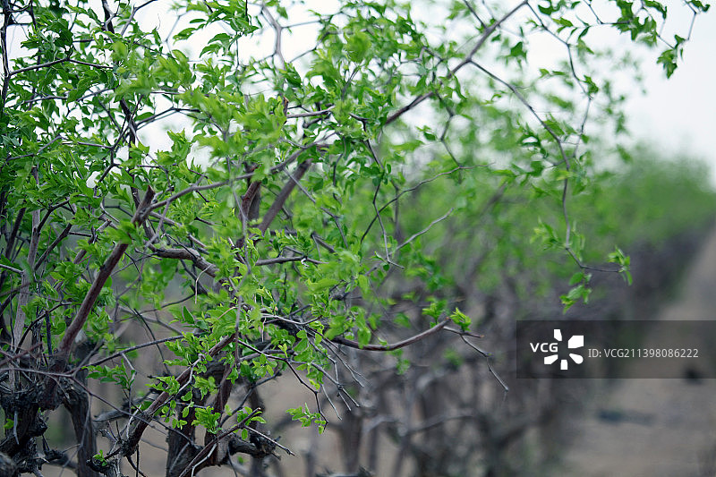 新疆哈密：春绿枣园，枝繁叶茂图片素材