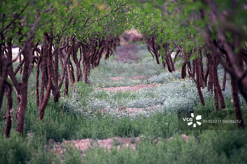 新疆哈密：春绿枣园，枝繁叶茂图片素材