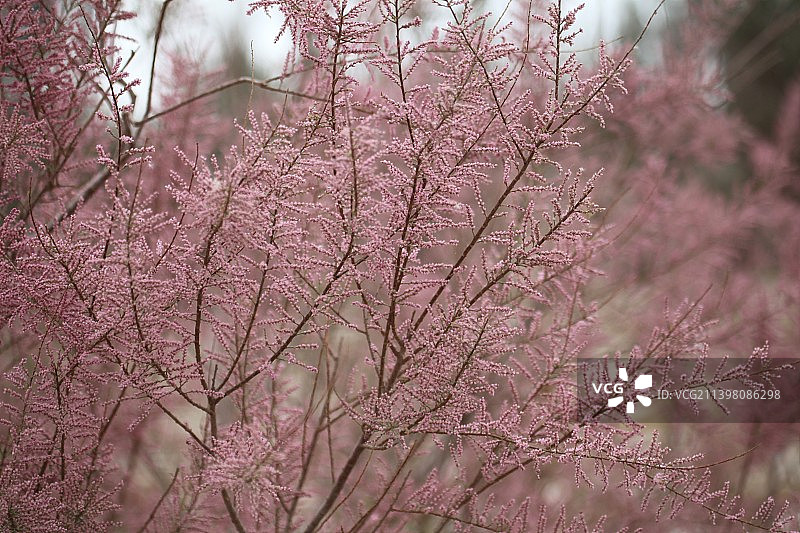 五月哈密，红柳花开，田野上像飘起了一片片红云图片素材