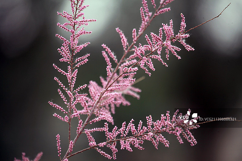 五月哈密，红柳花开，田野上像飘起了一片片红云图片素材