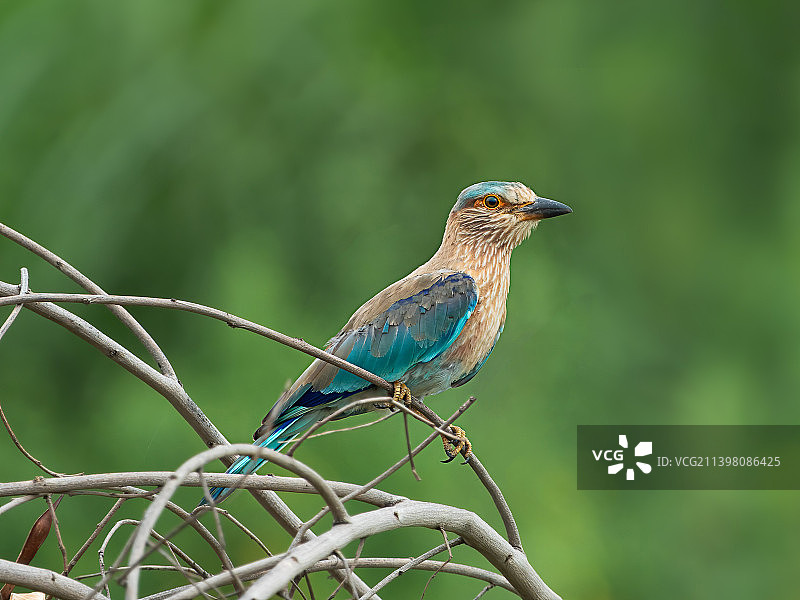 丁香花栖息在树枝上特写，印度北方邦诺伊达图片素材