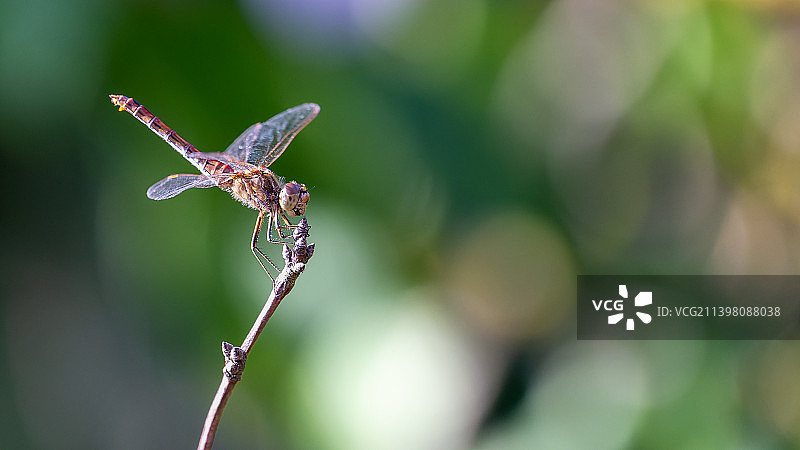 梅花枝头的蜻蜓图片素材