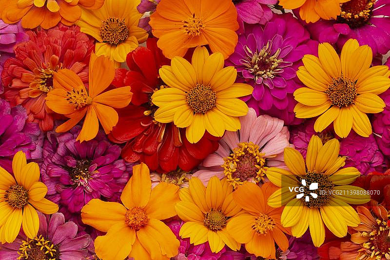 巴西彩色花卉全画幅照片图片素材