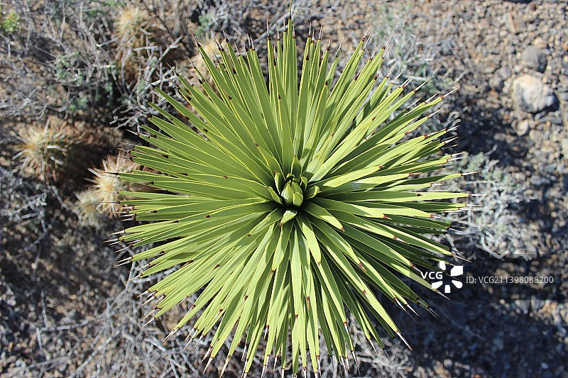 美国内华达州金 Butte 国家纪念碑，田野上的多肉植物高角度视图图片素材