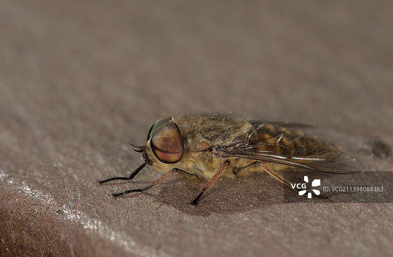 昆虫在木头上的特写图片素材