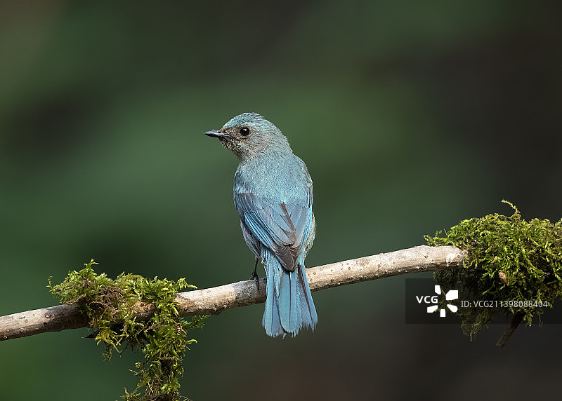 栖息在树枝上的鸣鹟特写，印度图片素材