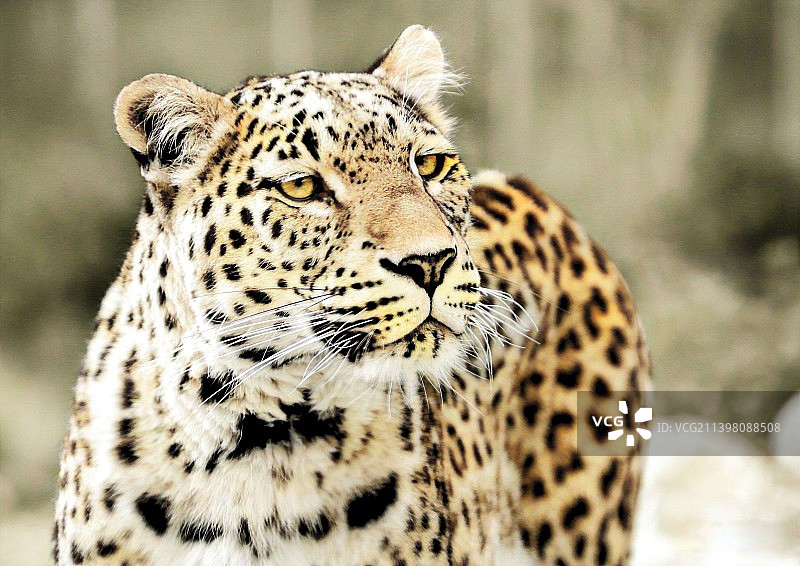 豹子看向远方特写图片素材