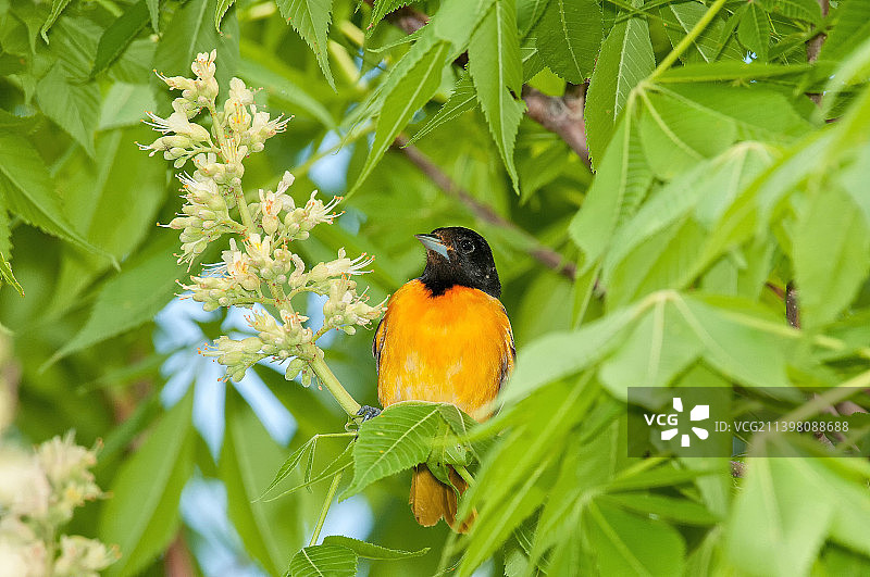 特写：鸣雀栖息在树上，美国蒙特罗斯角鸟类保护区图片素材