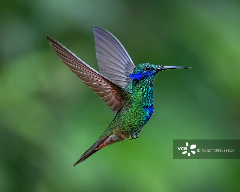 热带鸟户外飞行特写，厄瓜多尔图片素材