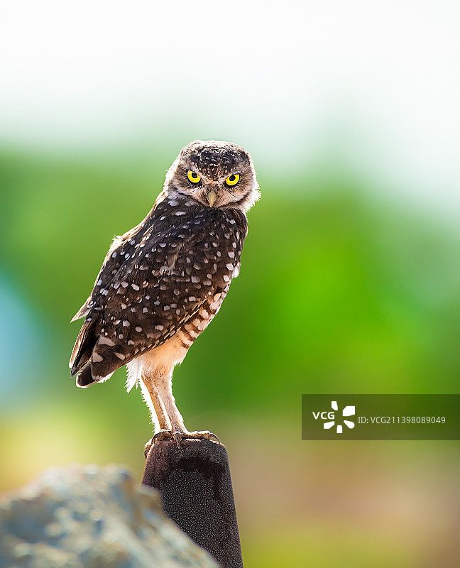 穴鸮栖息在木头上的特写图片素材
