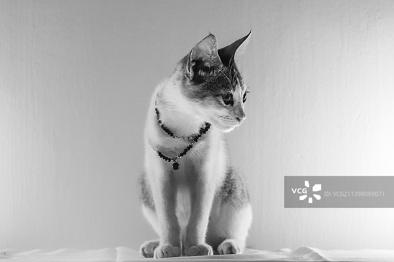 斯里兰卡：坐在床上的猫咪特写图片素材