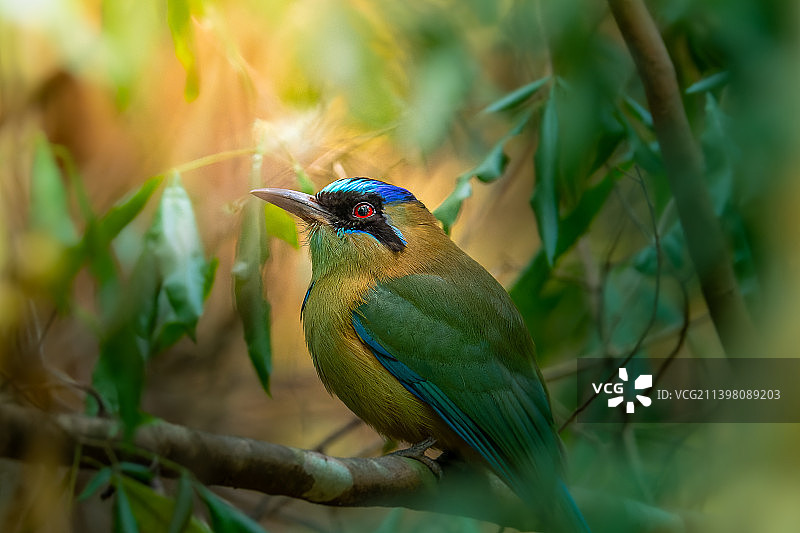 栖息在树枝上的蜜蜂特写，阿根廷卡利莱瓜国家公园图片素材