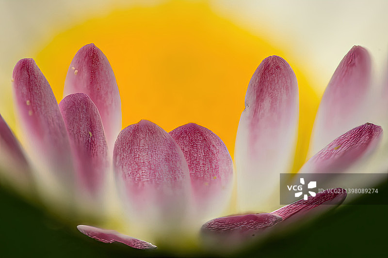 粉色番红花特写图片素材