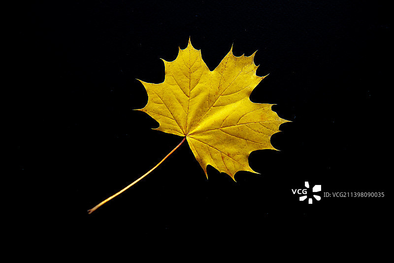 黑色背景上的秋季黄色树叶图片素材