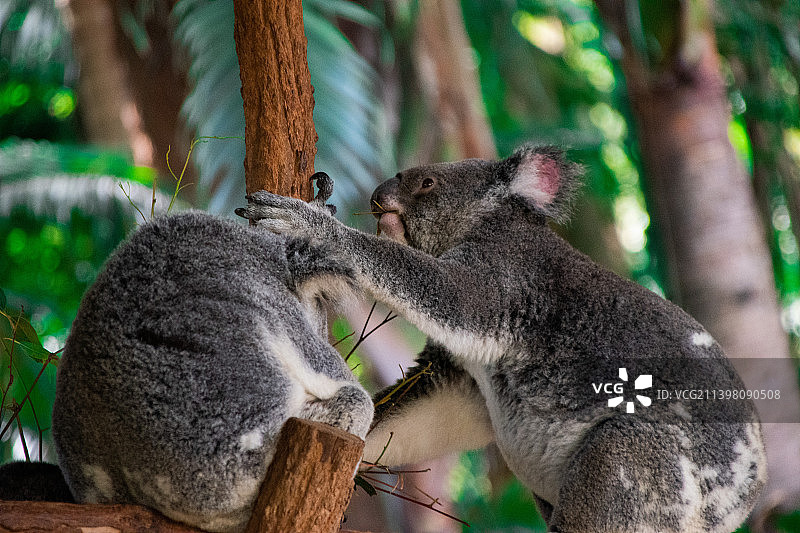 猴子坐在树上的特写图片素材