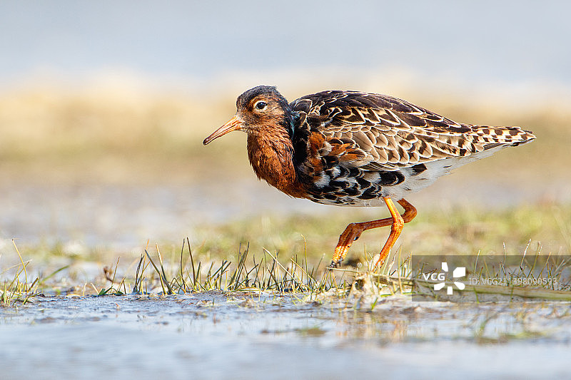 田野上的千鸟特写图片素材