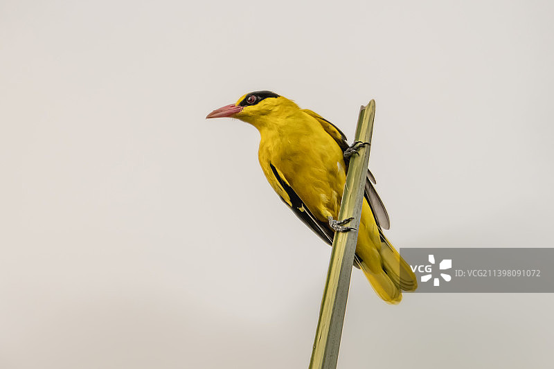 黑枕黄鹂栖息在电缆上的低角度景观图片素材