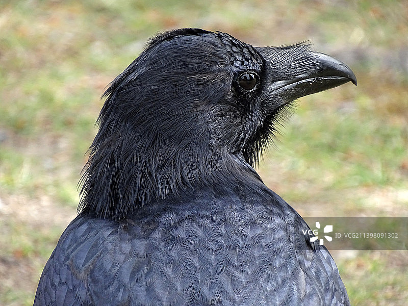 户外栖息的乌鸦特写图片素材