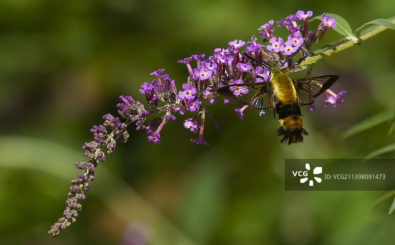 蜜蜂在紫色花朵上采蜜特写，美国宾夕法尼亚州汉诺威镇图片素材