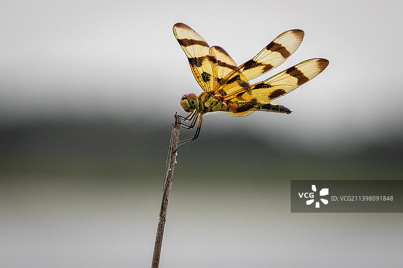 万圣节三角旗：栖息在美国阿萨沃曼野生动物区木棍上的蜻蜓图片素材