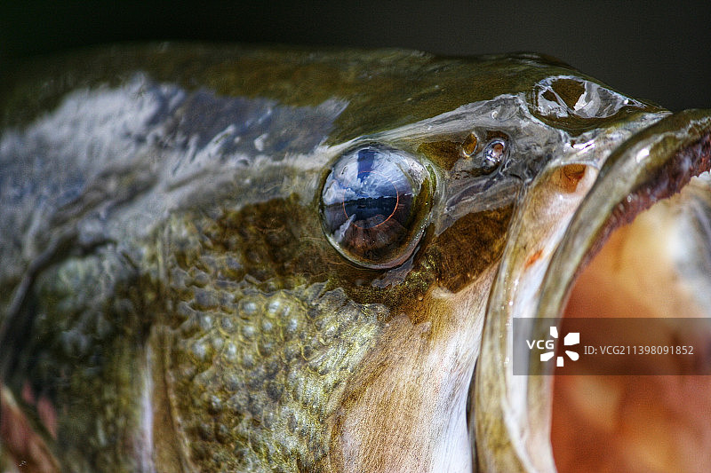 湖中游泳的乌龟特写图片素材