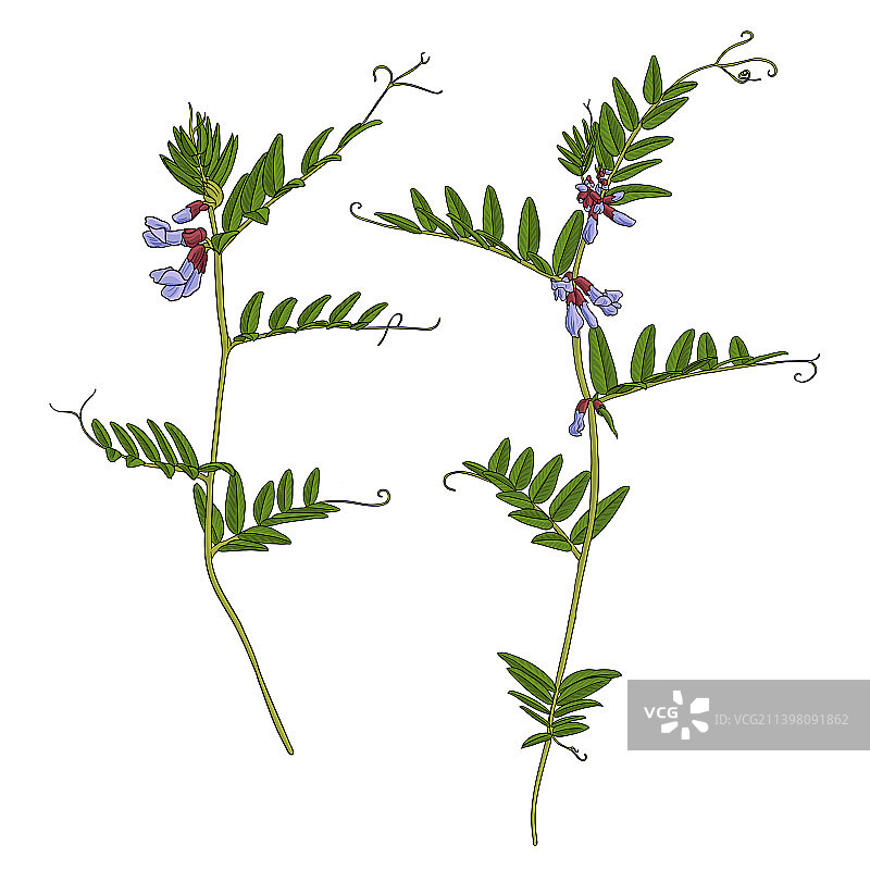 野豌豆植物简笔画图片素材