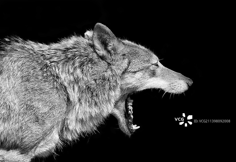 黑色背景下的灰狼特写图片素材