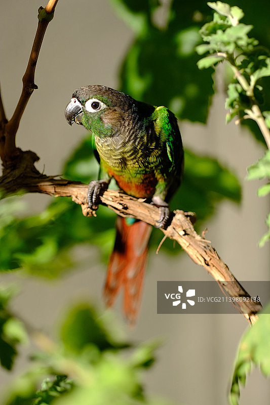 树枝上的蜥蜴特写图片素材