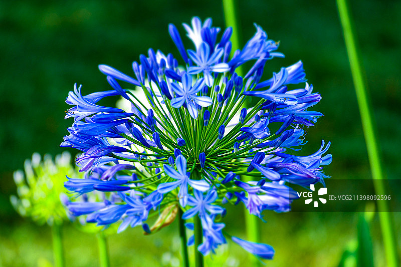 紫色开花植物特写，土耳其图片素材