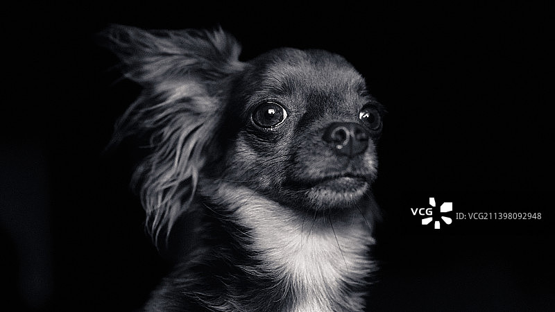 吉娃娃特写，美国加利福尼亚州圣何塞图片素材