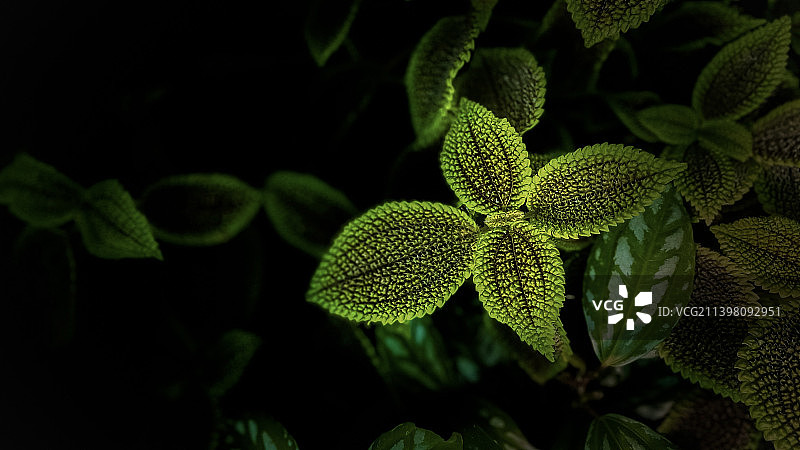 新鲜绿色植物的特写图片素材