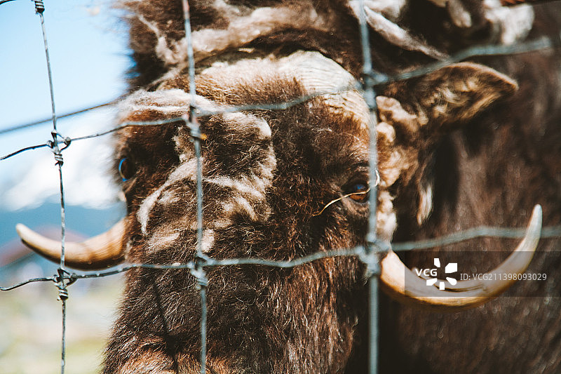 透过栅栏看到的绵羊特写图片素材