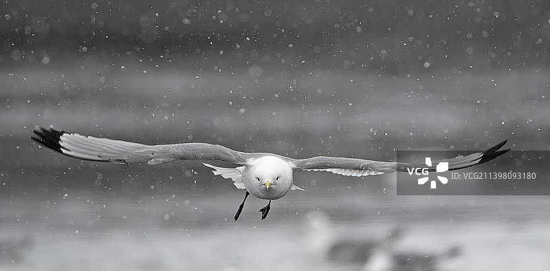 海鸥飞越挪威斯匹次卑尔根水面特写图片素材