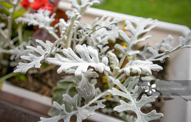 花箱中美丽的银叶菊图片素材