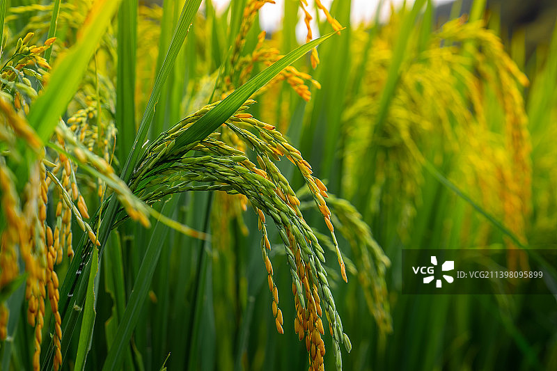 沉甸甸的弯下腰，犹如智者一样的谷穗图片素材