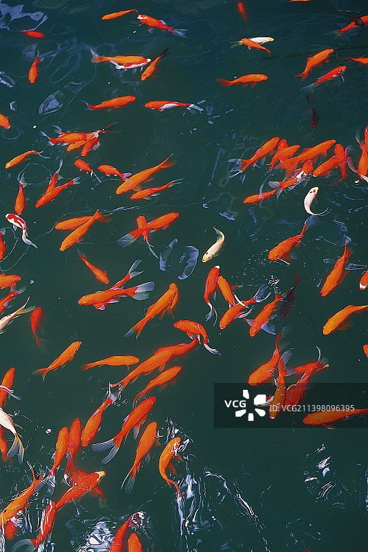 锦鲤在池塘中游泳的高角度视图图片素材