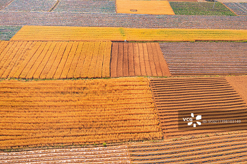 梯田小麦图片素材
