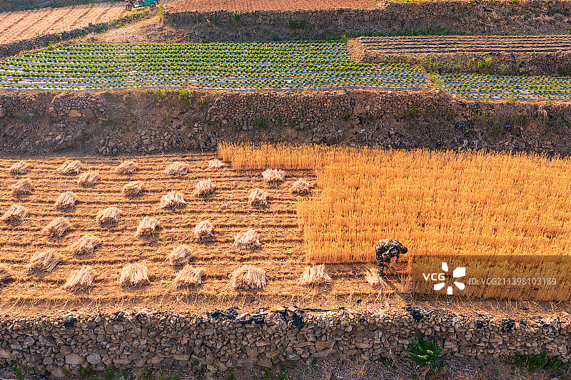 收麦子图片素材