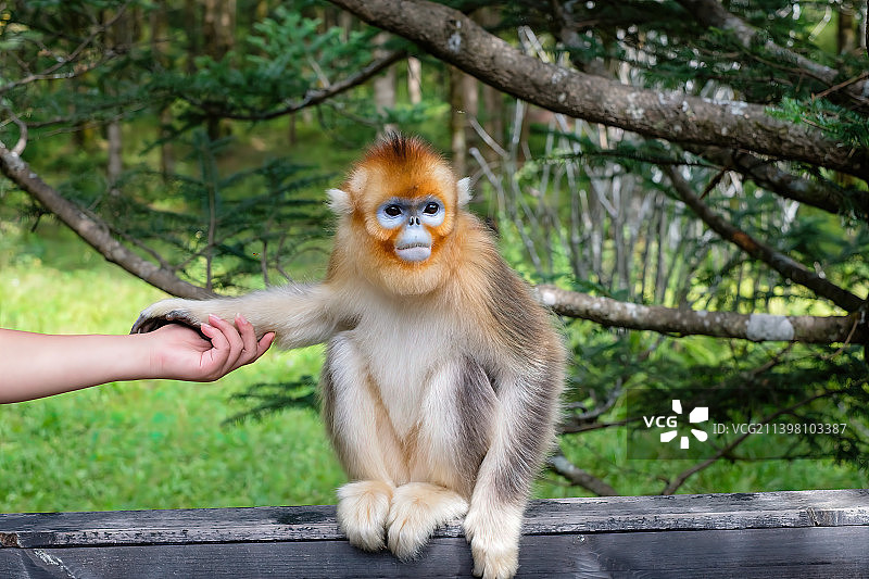 主动与人握手的神农架金丝猴图片素材