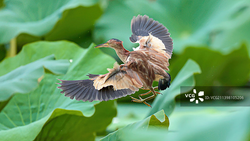 黄苇鳽图片素材