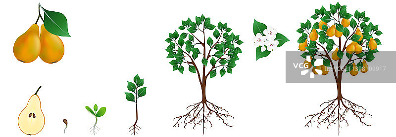 梨树的生长周期图片素材