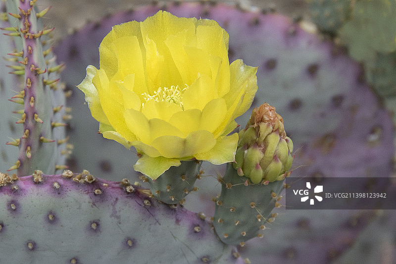 紫色仙人掌花与花苞图片素材