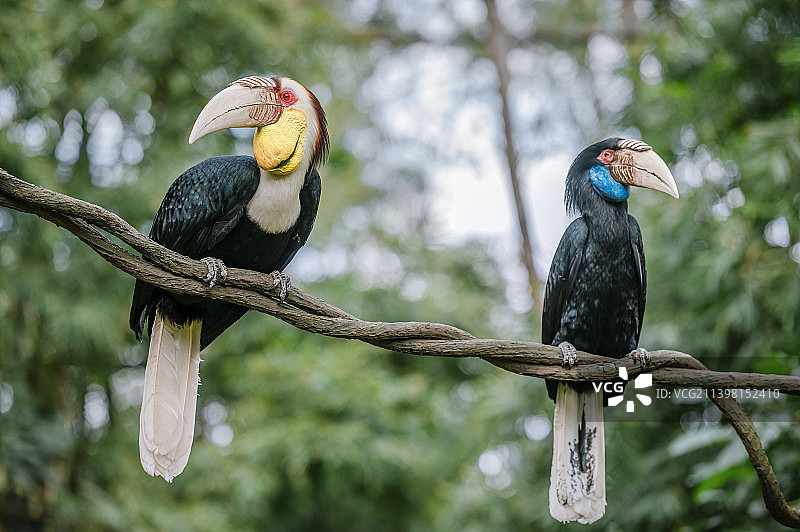 花冠皱盔犀鸟图片素材