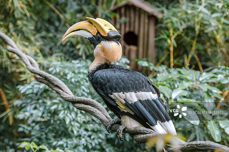 冠斑犀鸟图片素材