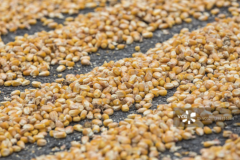 玉米  玉米粒图片素材